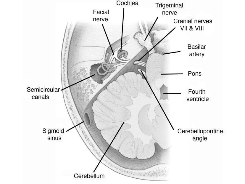 Surgical Anatomy | Jackler Collection | Volumes | The Surgical Anatomy | Jackler Collection | Volumes | The